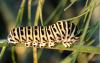 Papilio machaon